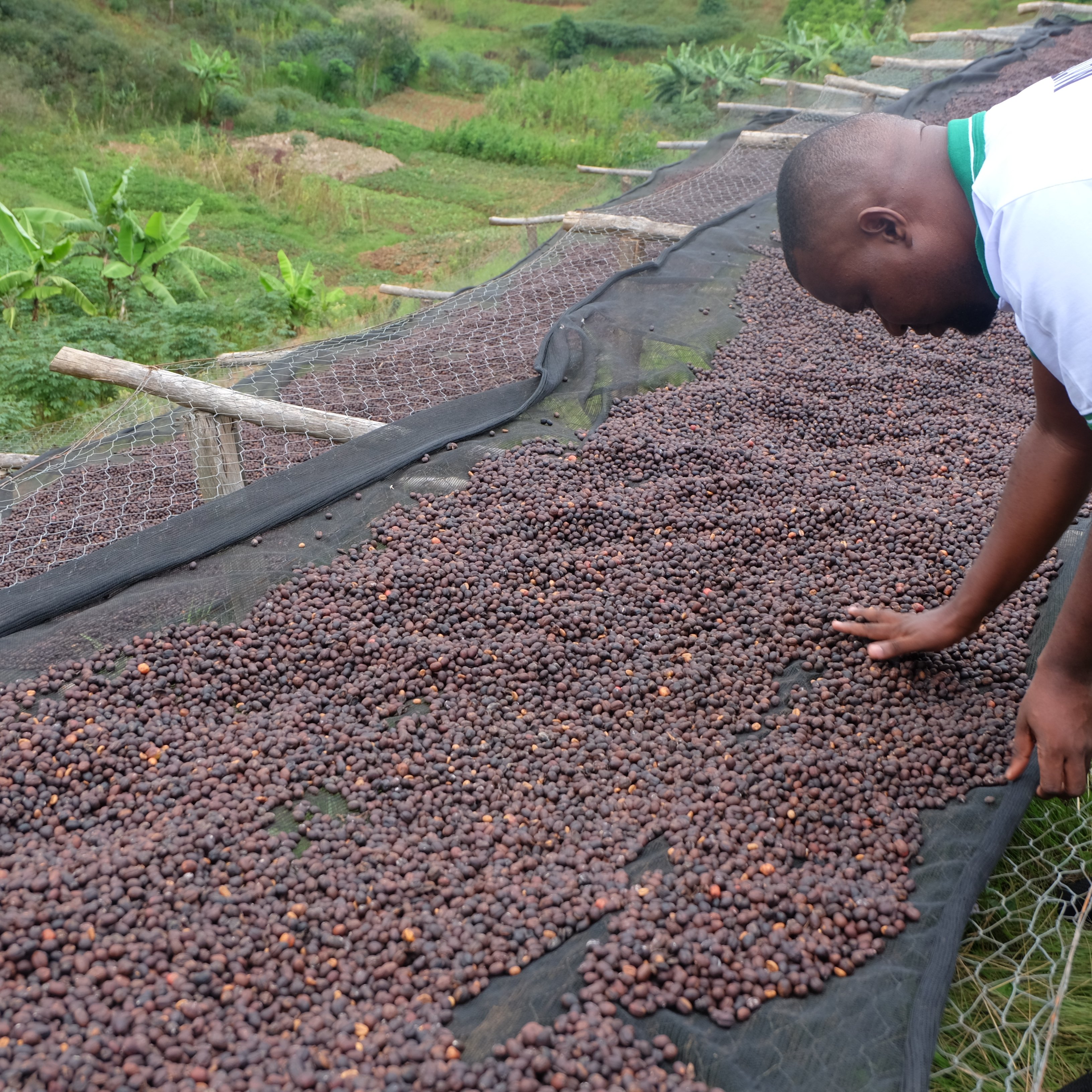 Burundi Rumanda Natural(24/25年クロップ) | ORIGIN COUNTRIES for